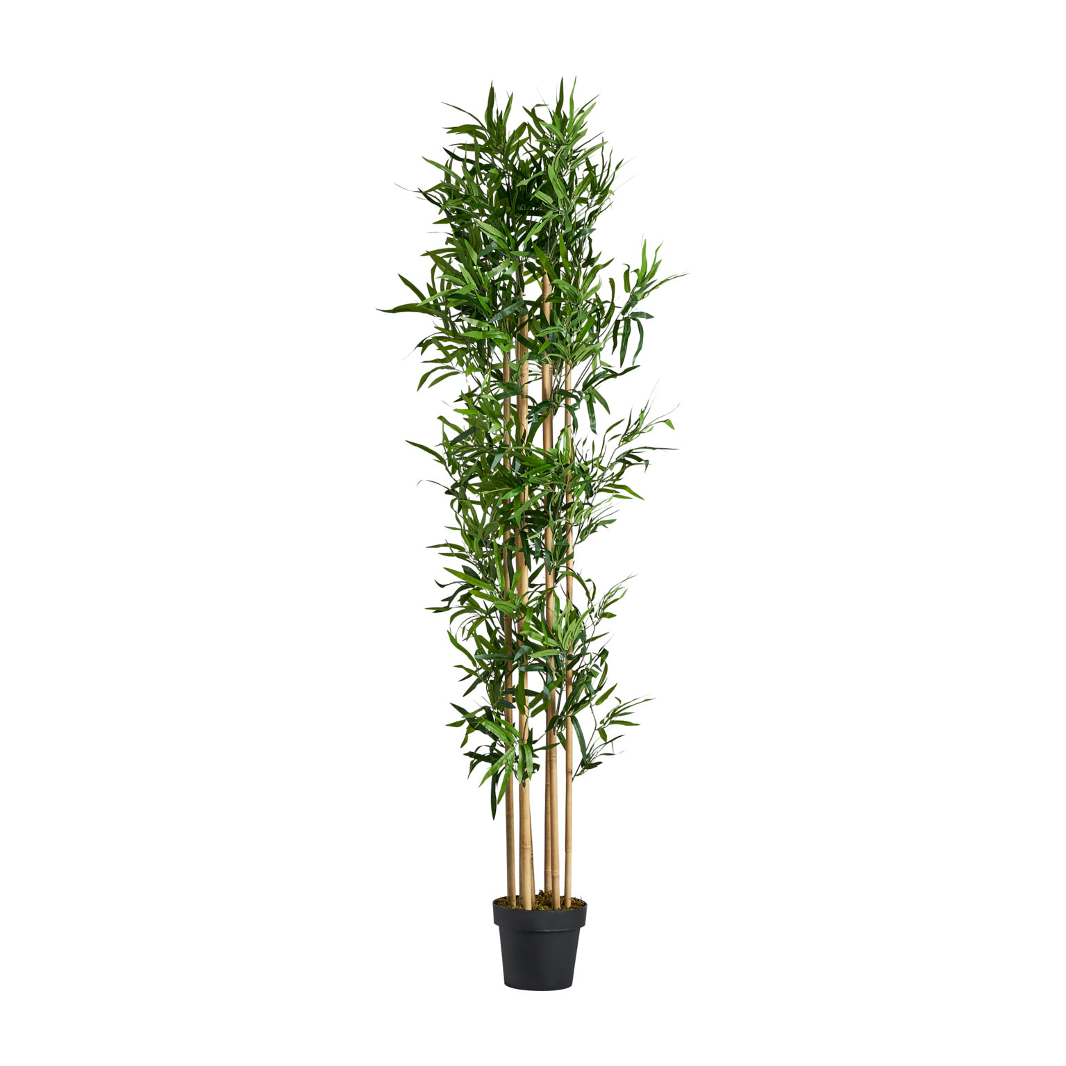 PLANTA BAMBÚ