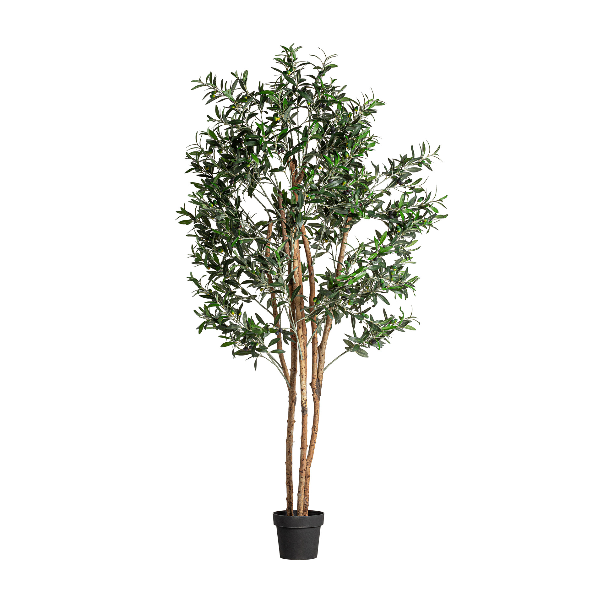 PLANTA OLIVO