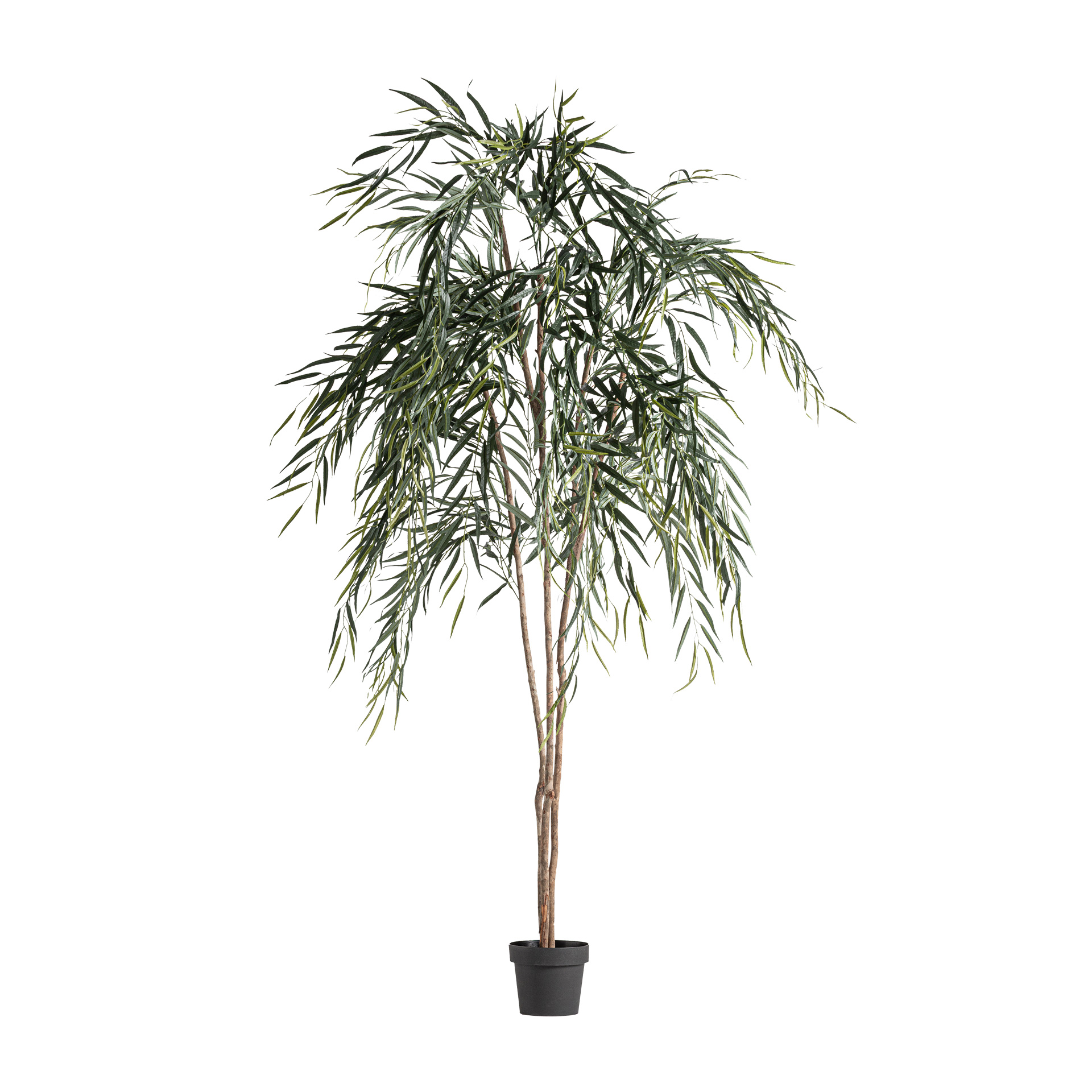 PLANTA SAUCE