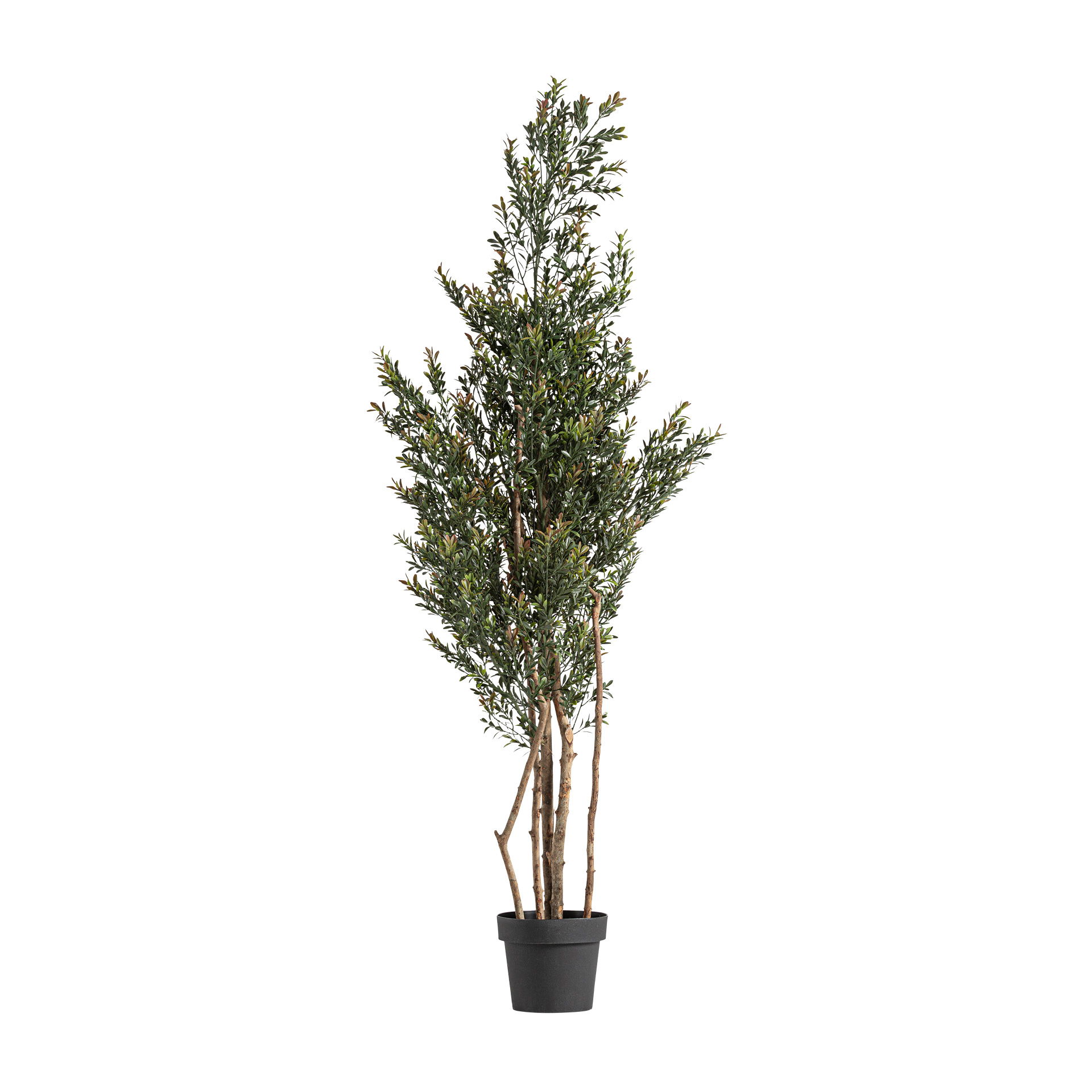 PLANTA BOJ