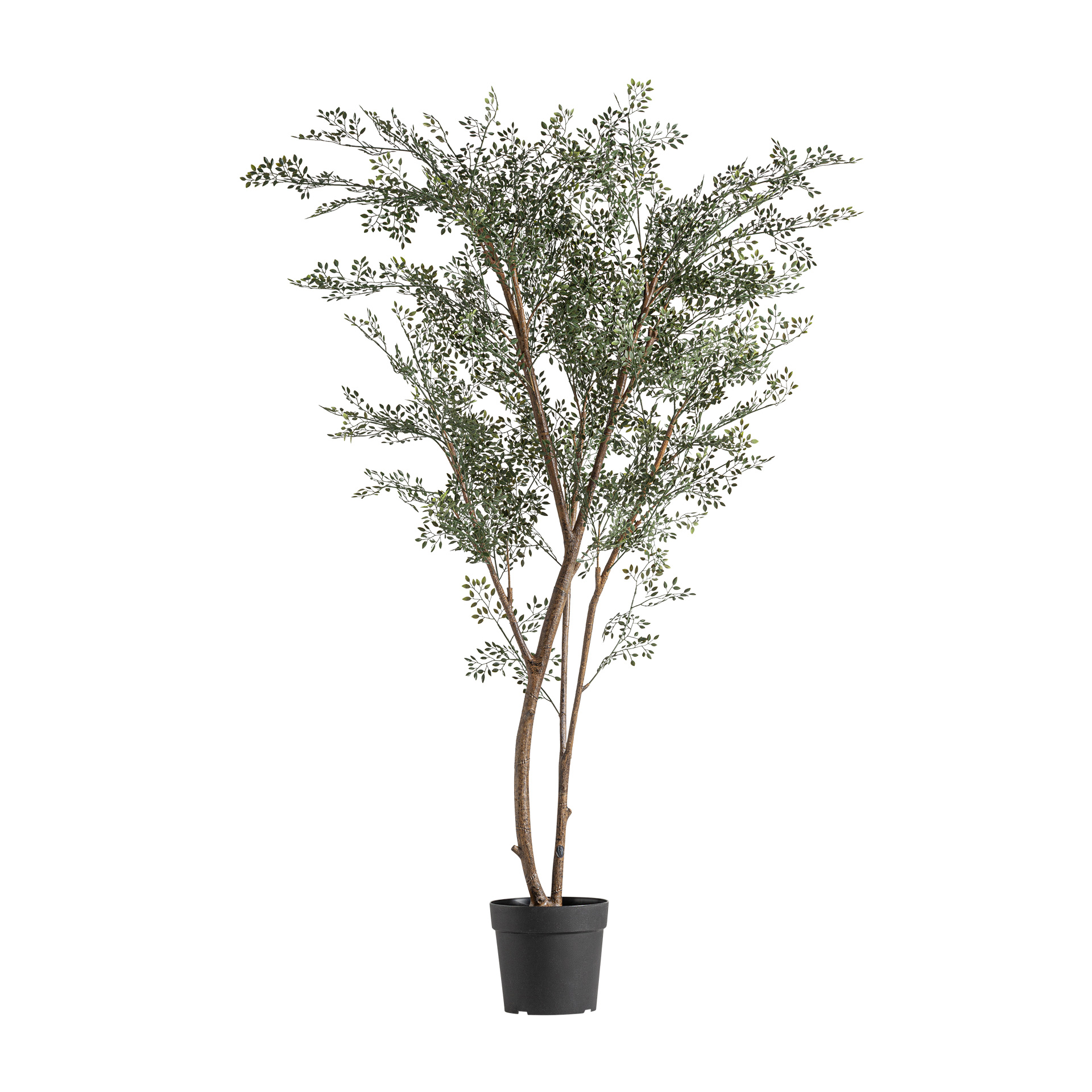 PLANTA EUCALIPTUS